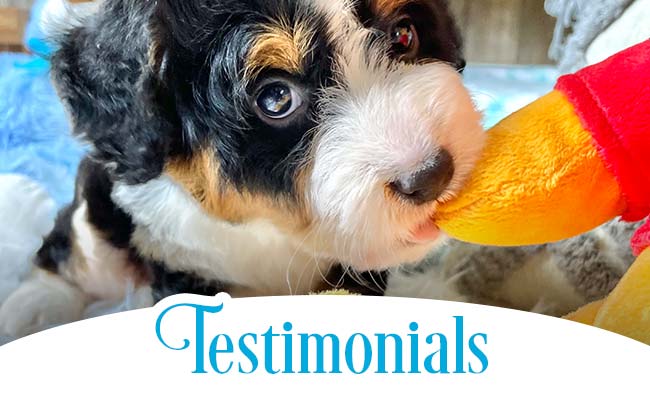 Mini Bubblebath Bernedoodles Testimonials