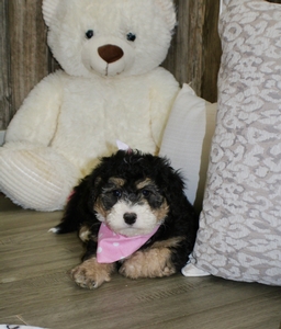 Lambie