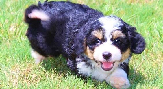 Contact Mini Bubblebath Bernedoodles