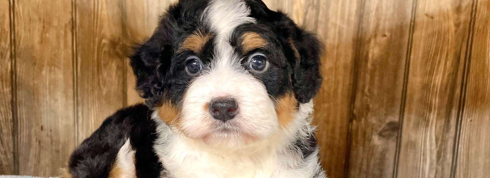 About Mini Bubblebath Bernedoodles