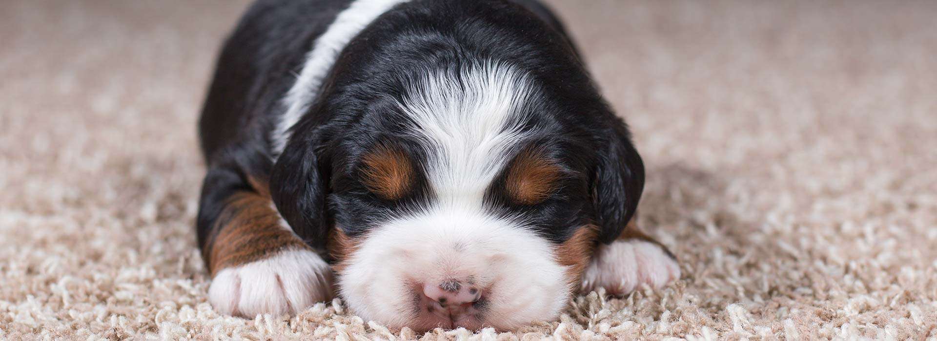 Mini Bubblebath Bernedoodles Available Litters