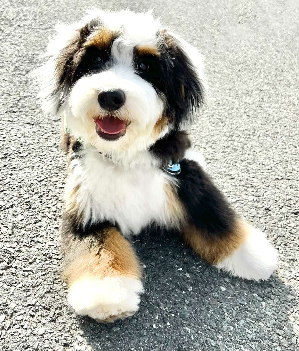 Mini Bernedoodles Mini Bubblebath Bernedoodles Mini Bernedoodles Mini Bubblebath Bernedoodles